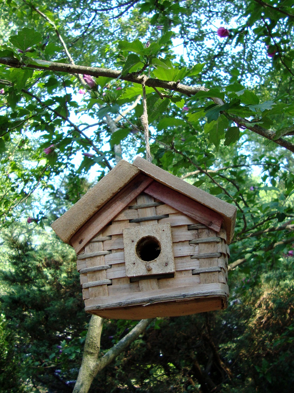 birdhouse  wood  tree free photo