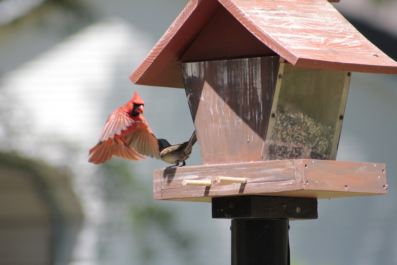 birdhouse  outdoors  bird free photo