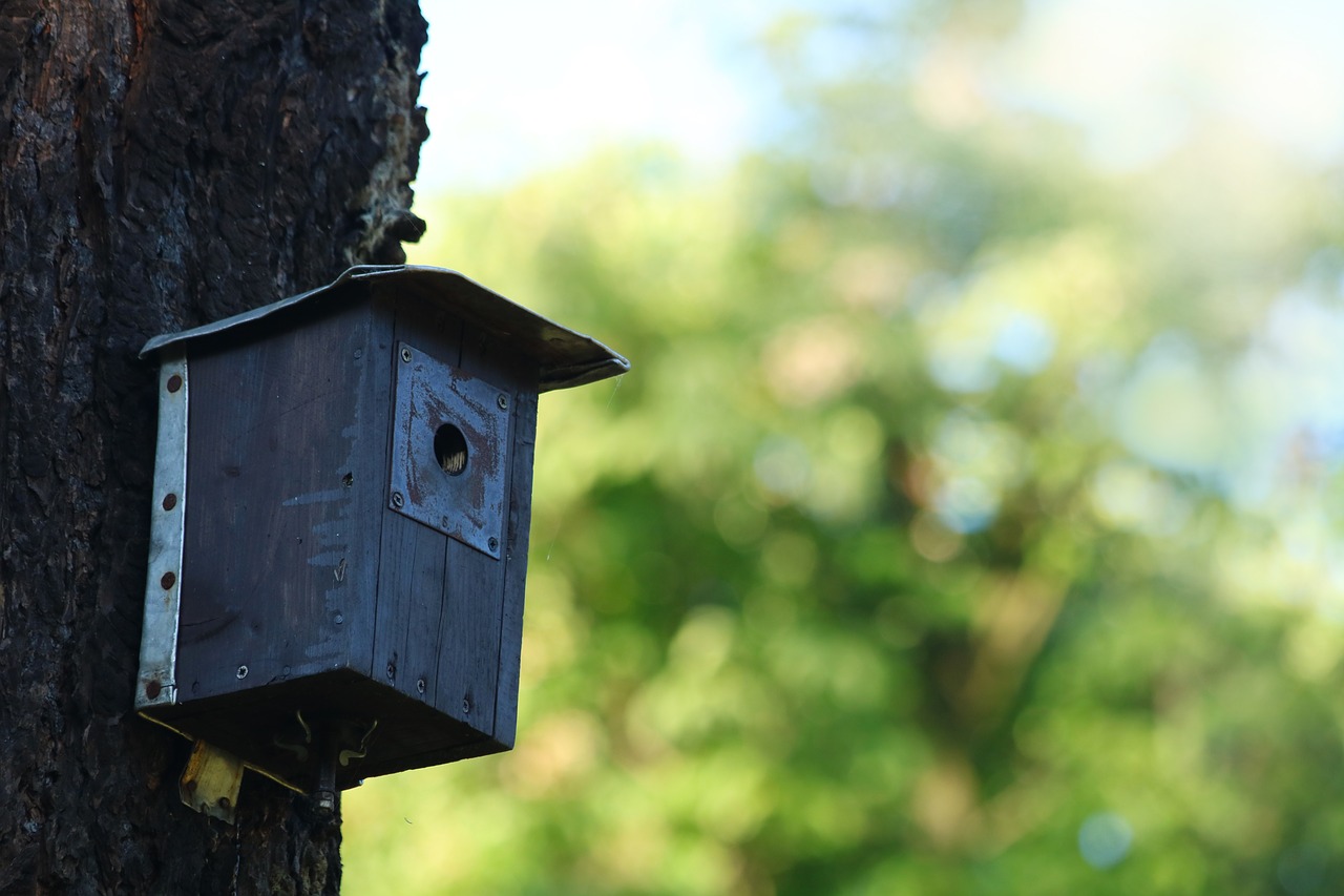 birdhouse  the feeder  shed free photo