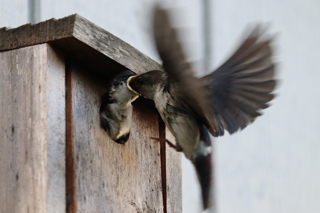 birdhouse  bird  feeding free photo