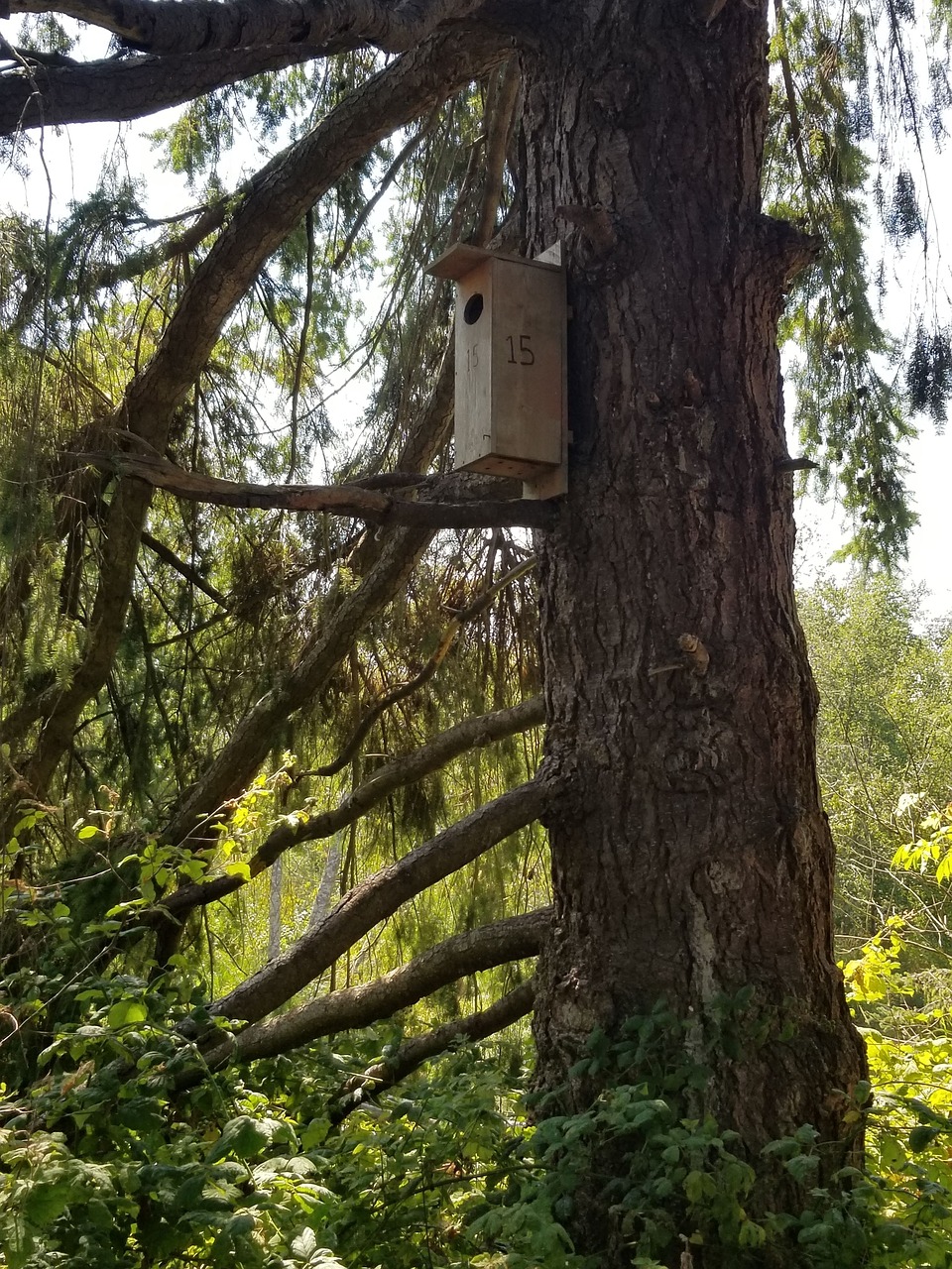 birdhouse  tree  forest free photo