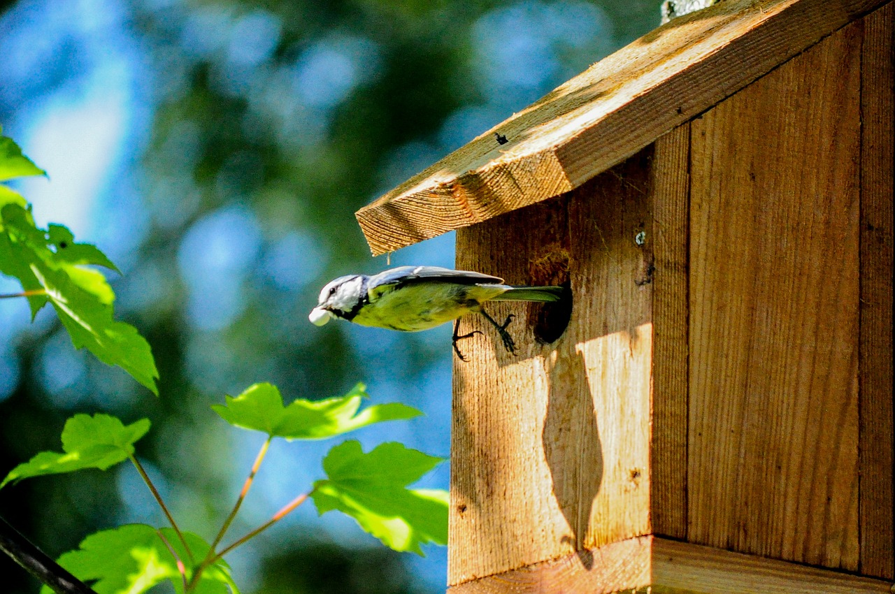 birdhouse aviary volery free photo