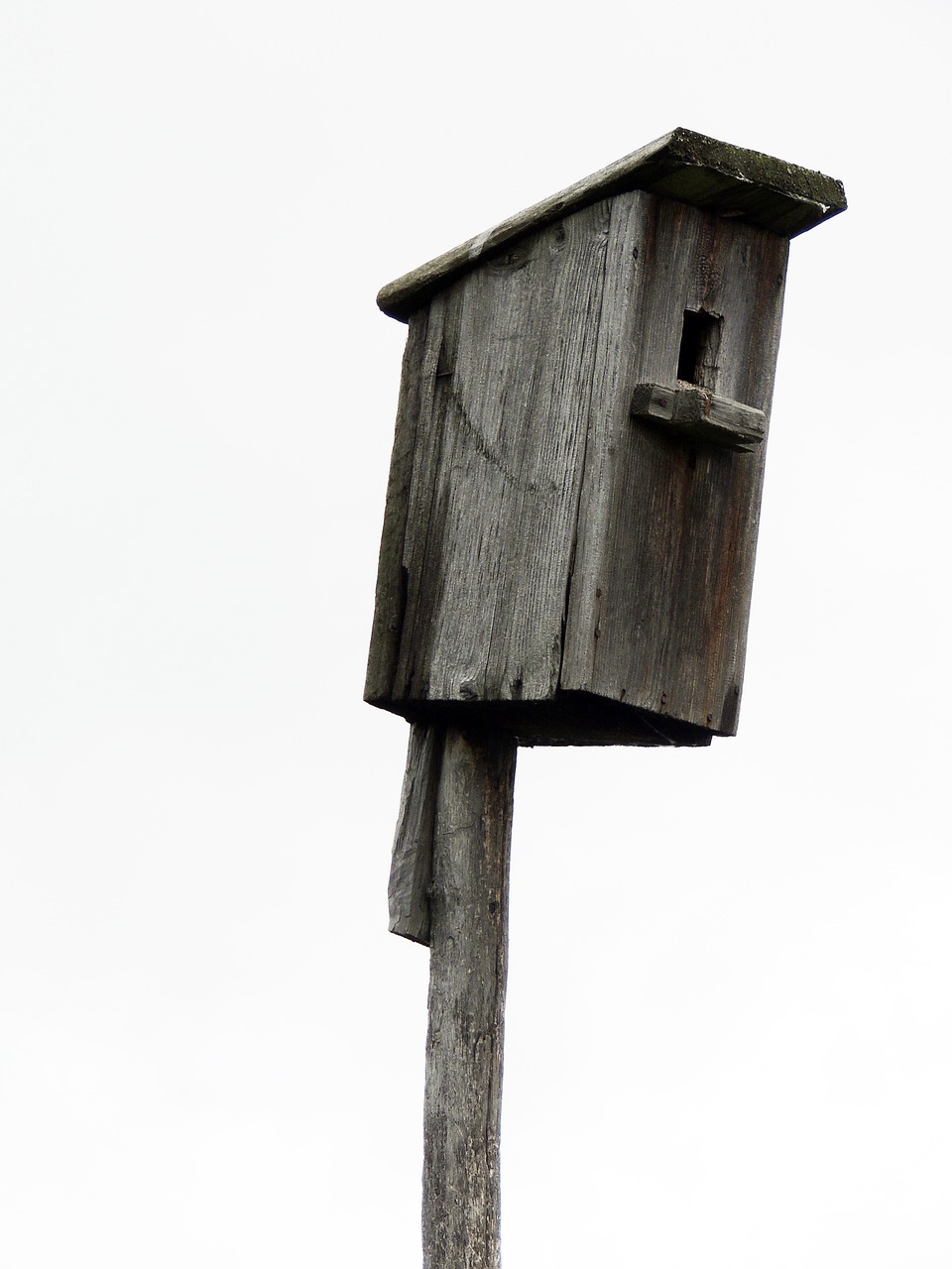 birdhouse  tree  wooden free photo