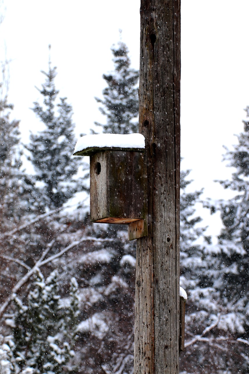 birdhouse  snow  winter free photo