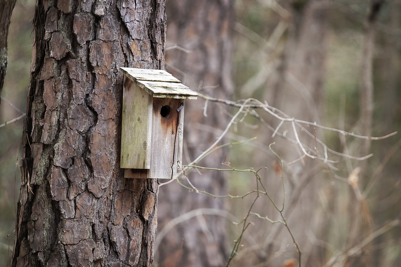 birdhouse  woods  nature free photo