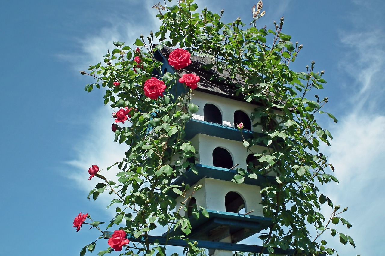 birdhouse  roses  flowers free photo