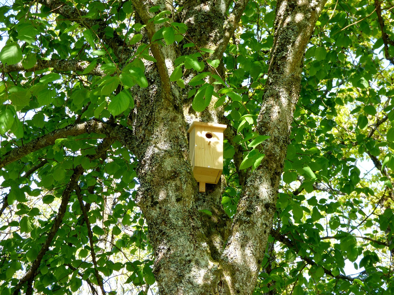 birdhouse tree leaves free photo