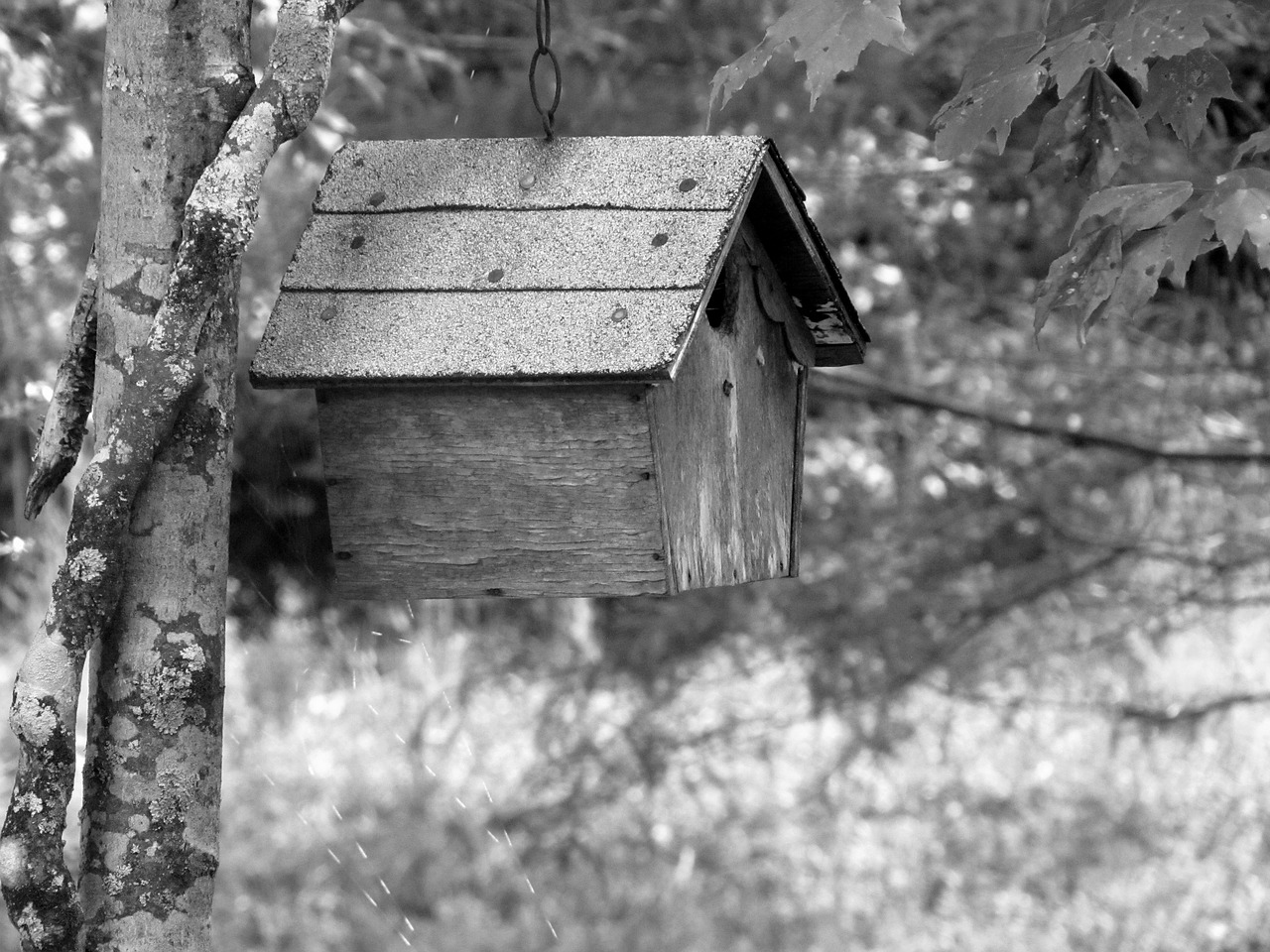 birdhouse nesting bird free photo