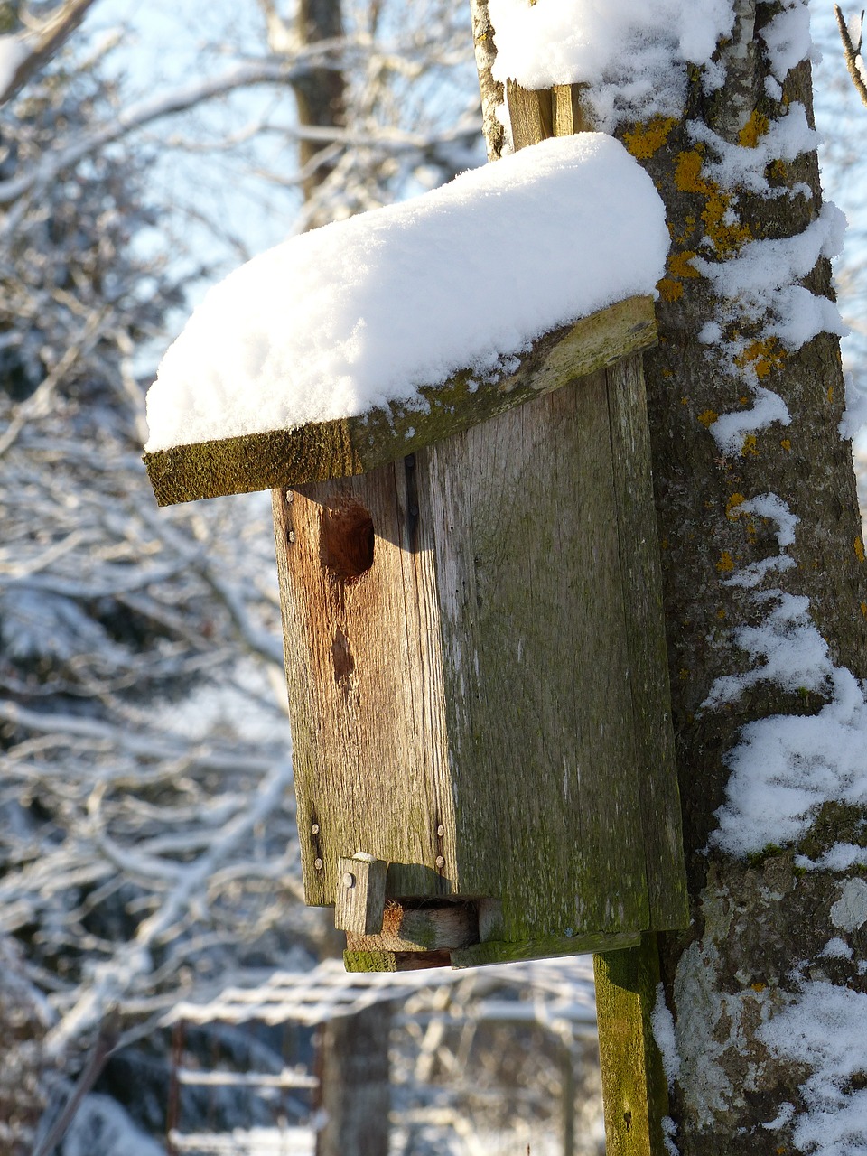 birdhouse snow winter free photo