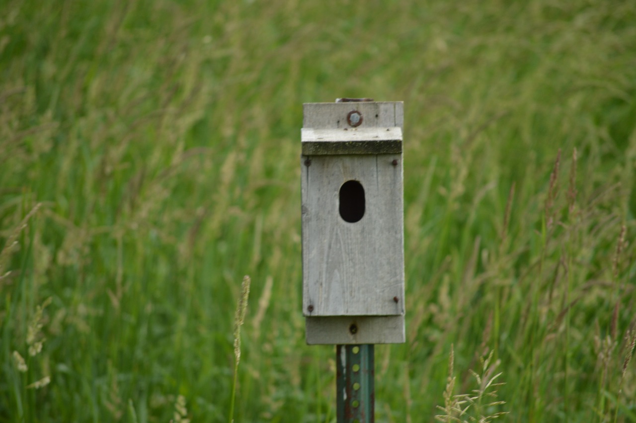 birdhouse field nature free photo