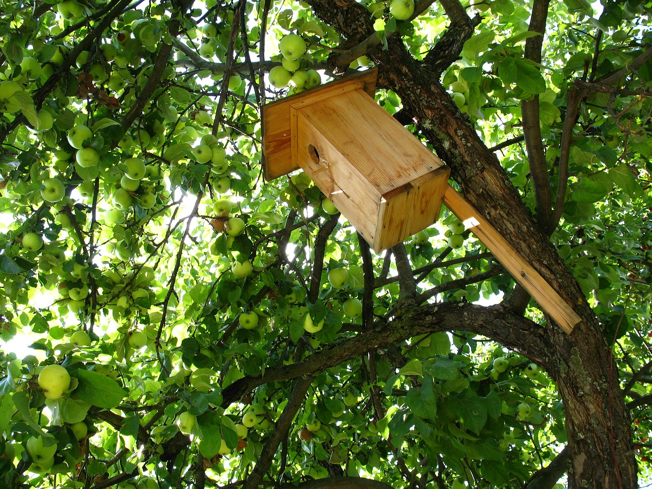 birdhouse tree apple tree free photo