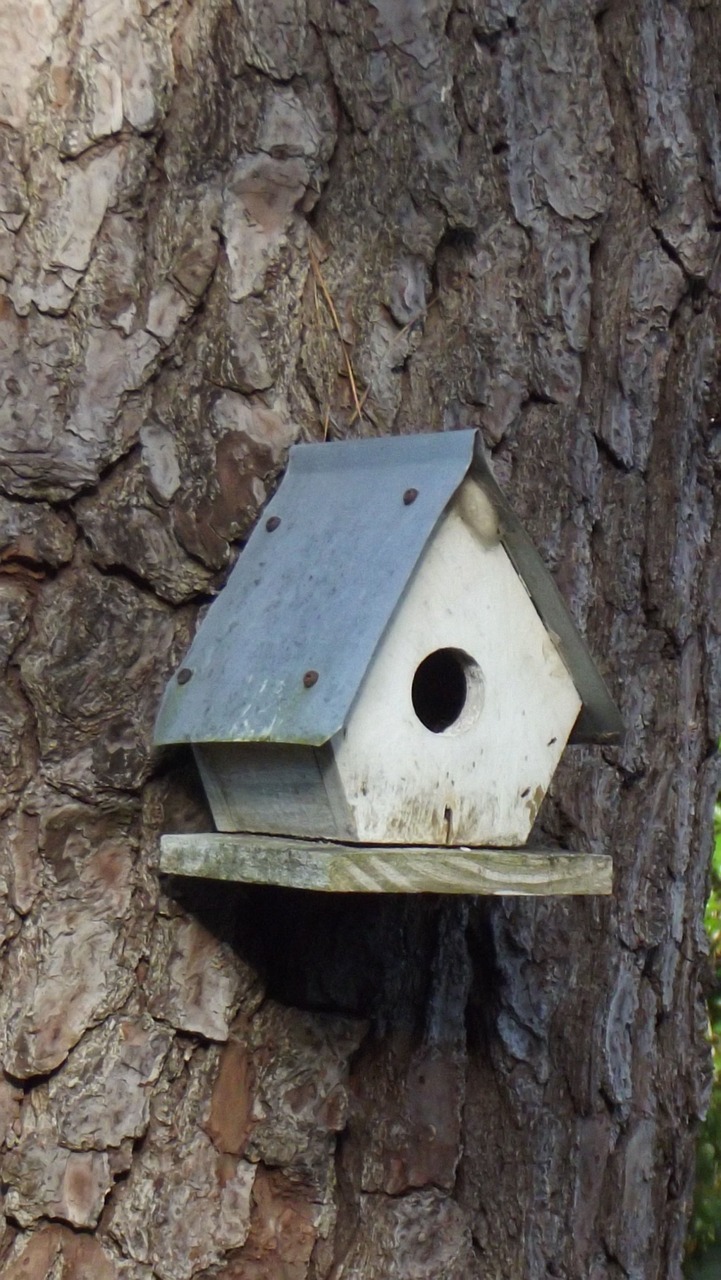 birdhouse bird nature free photo