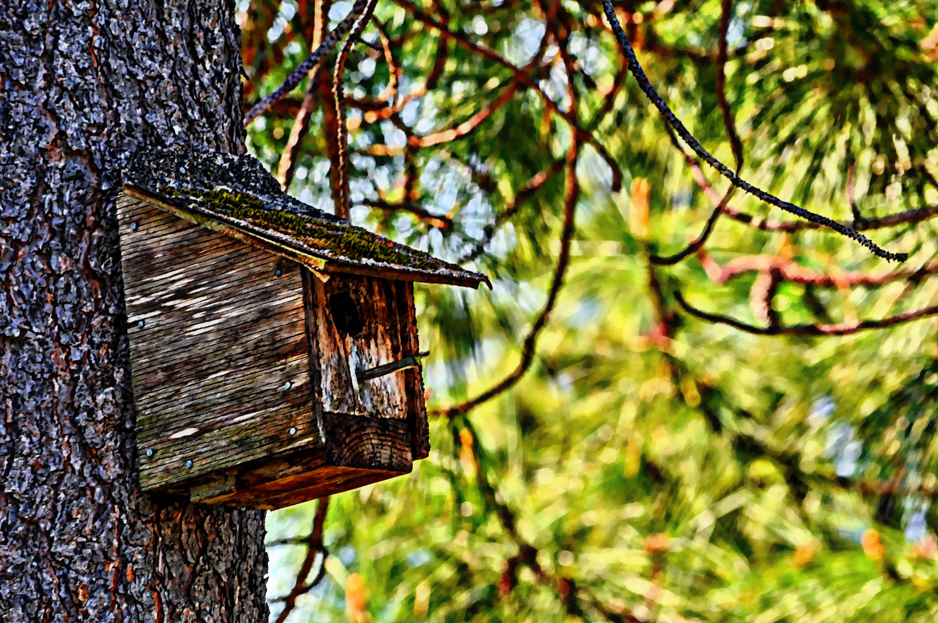 birdhouse bird house tree free photo