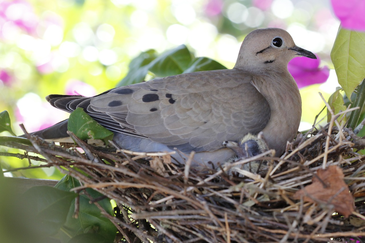 birdie dove nest free photo