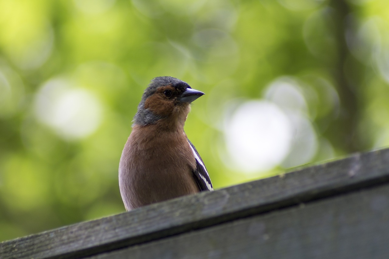 birdie  bird  nature free photo