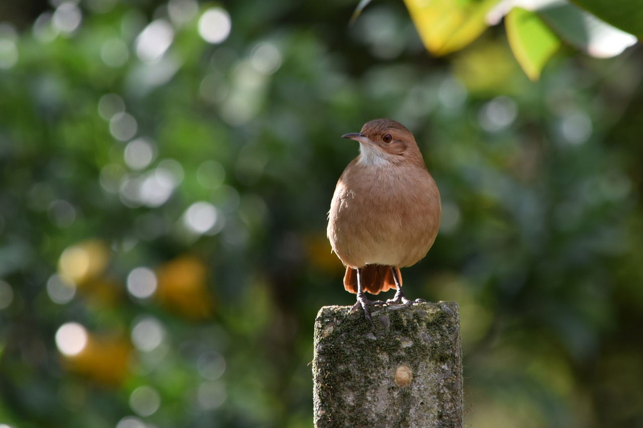 birdie  bird  animal free photo