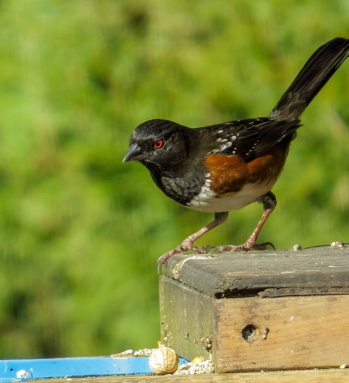 towhee bird wildlife free photo