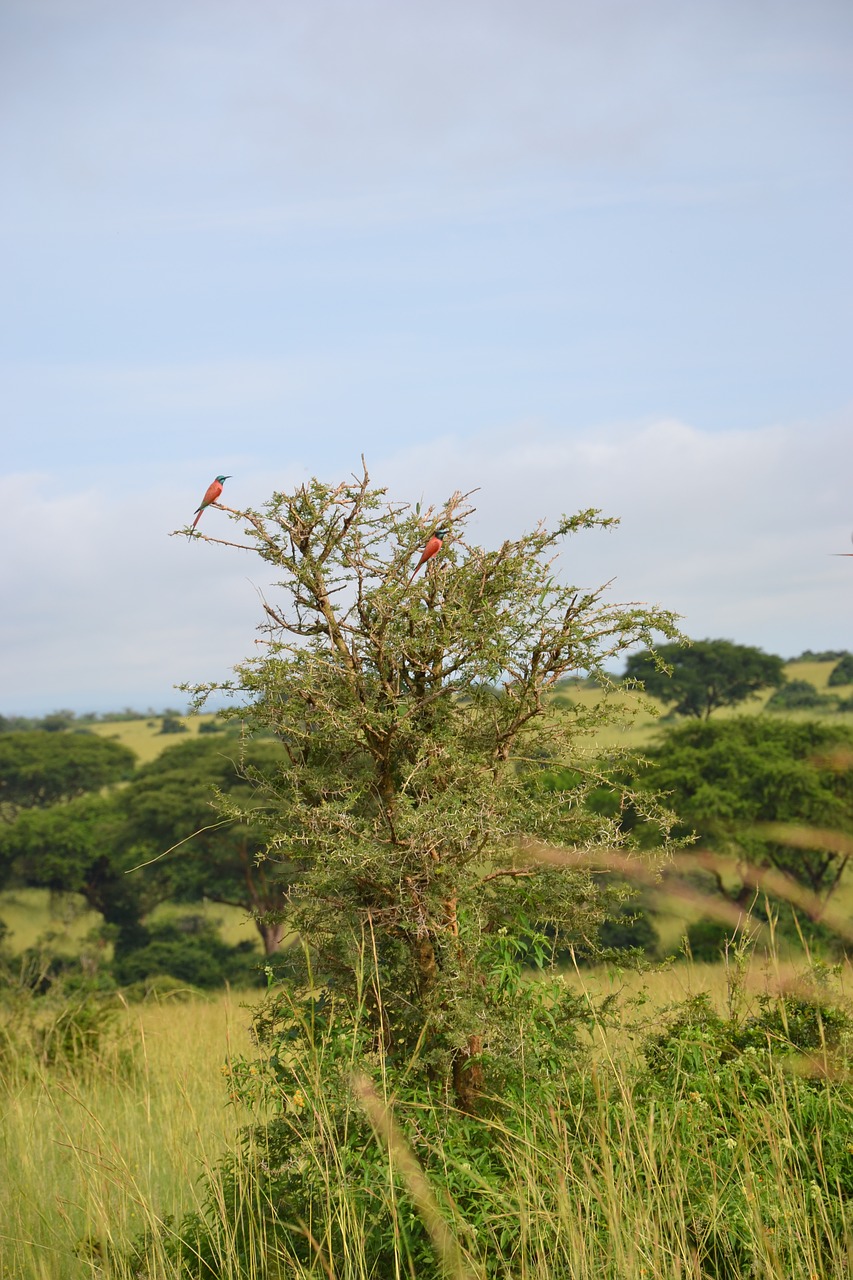 birdlife uganda tree free photo