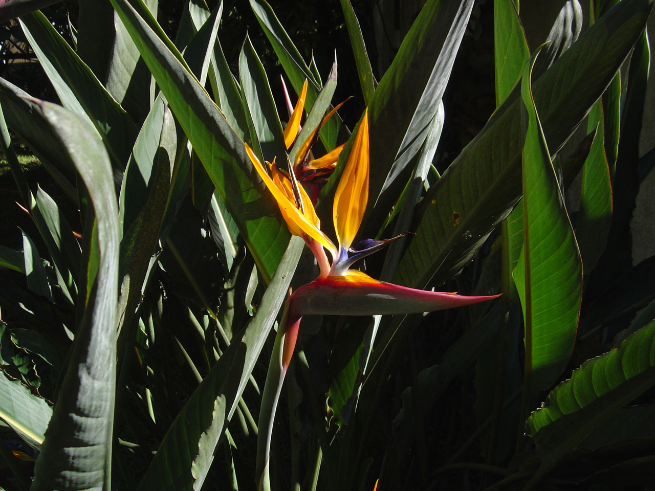 bird exotic flower free photo