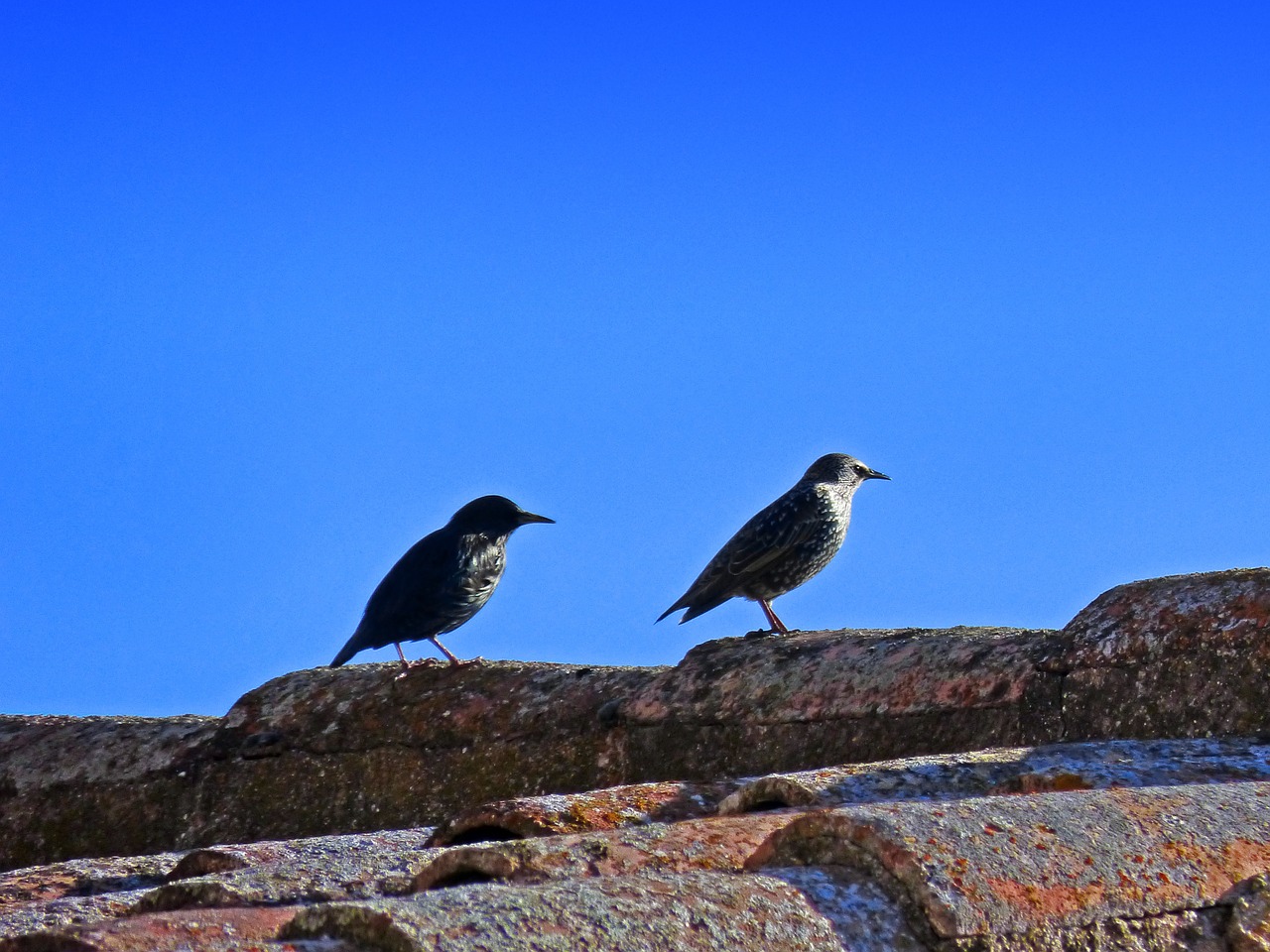 birds roof starling free photo