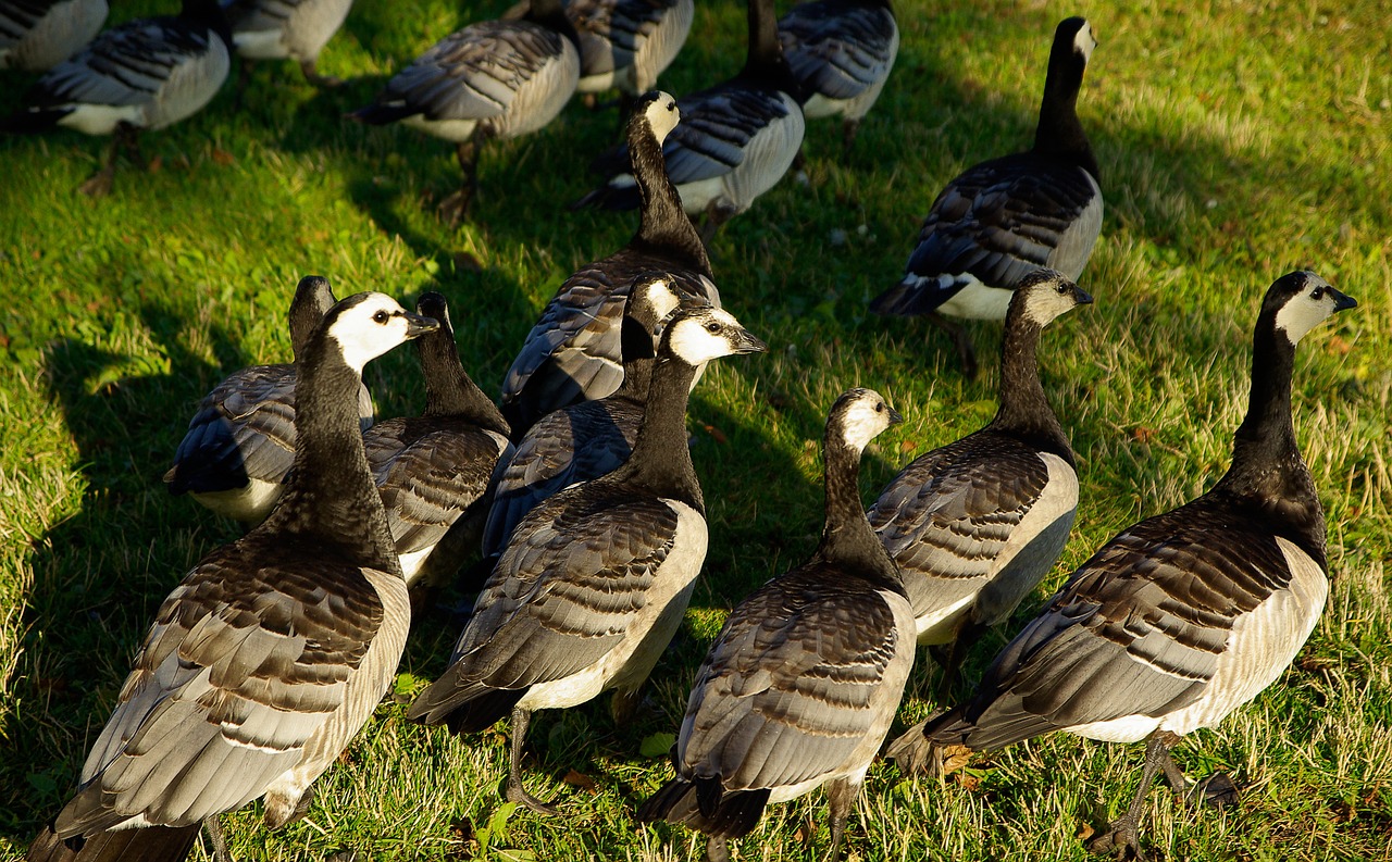 birds barnacle geese feathers free photo