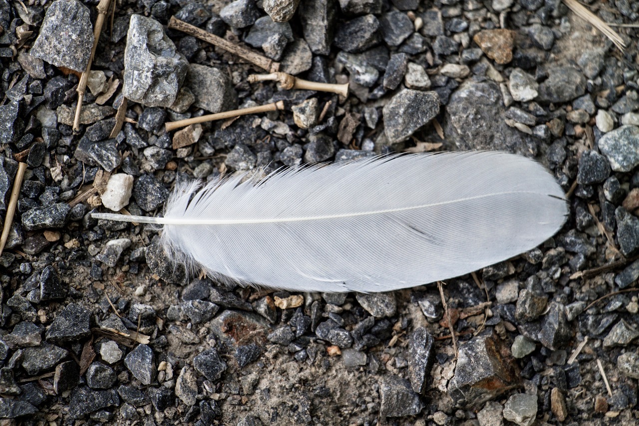 birds feather white feather free photo