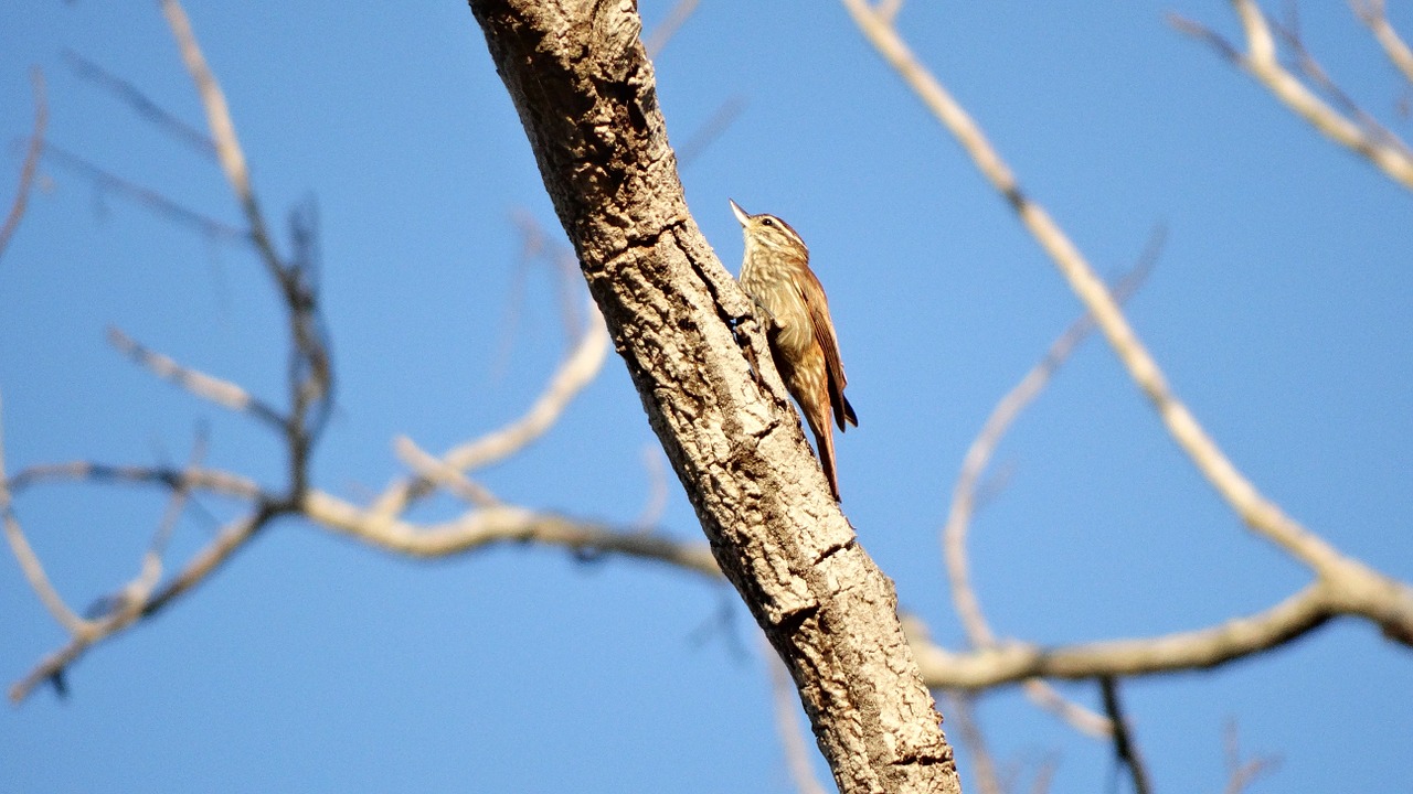 birds birdie virado beak free photo