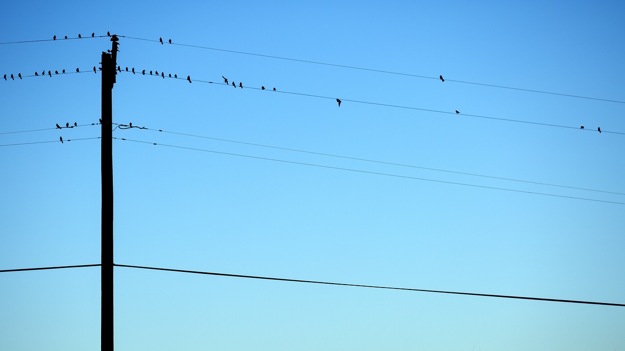 birds telephone wire perched free photo