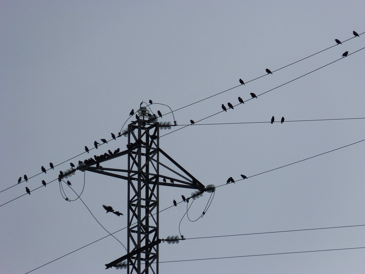 birds cables power line free photo