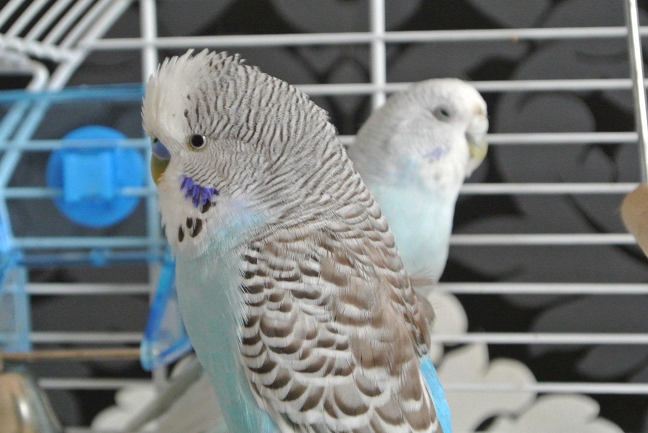 birds budgerigars animals free photo