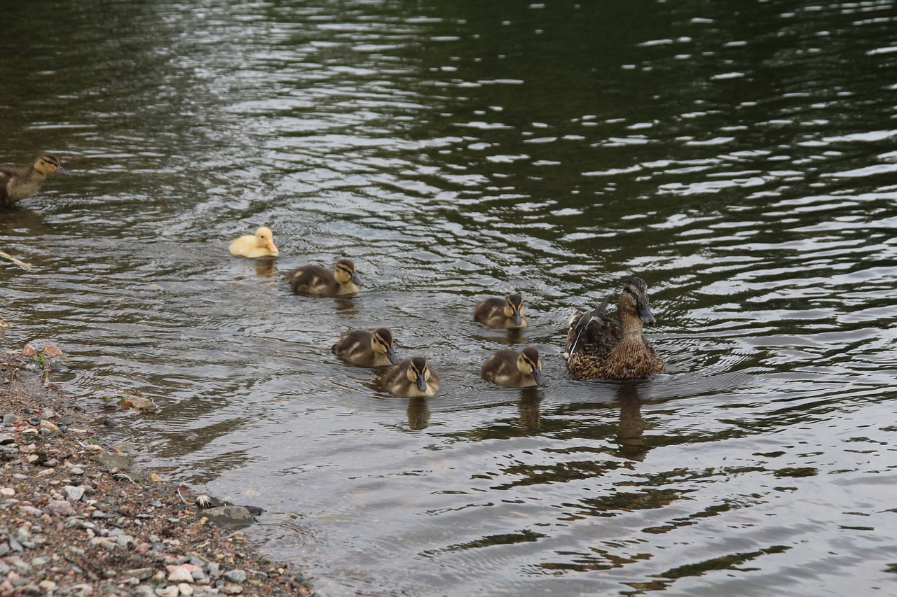 birds nature animal free photo