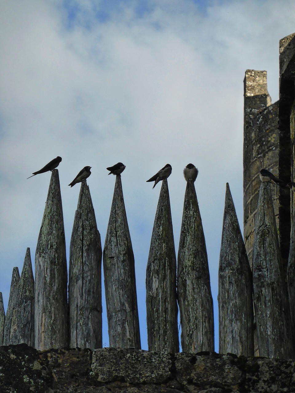birds resting pinnacle free photo
