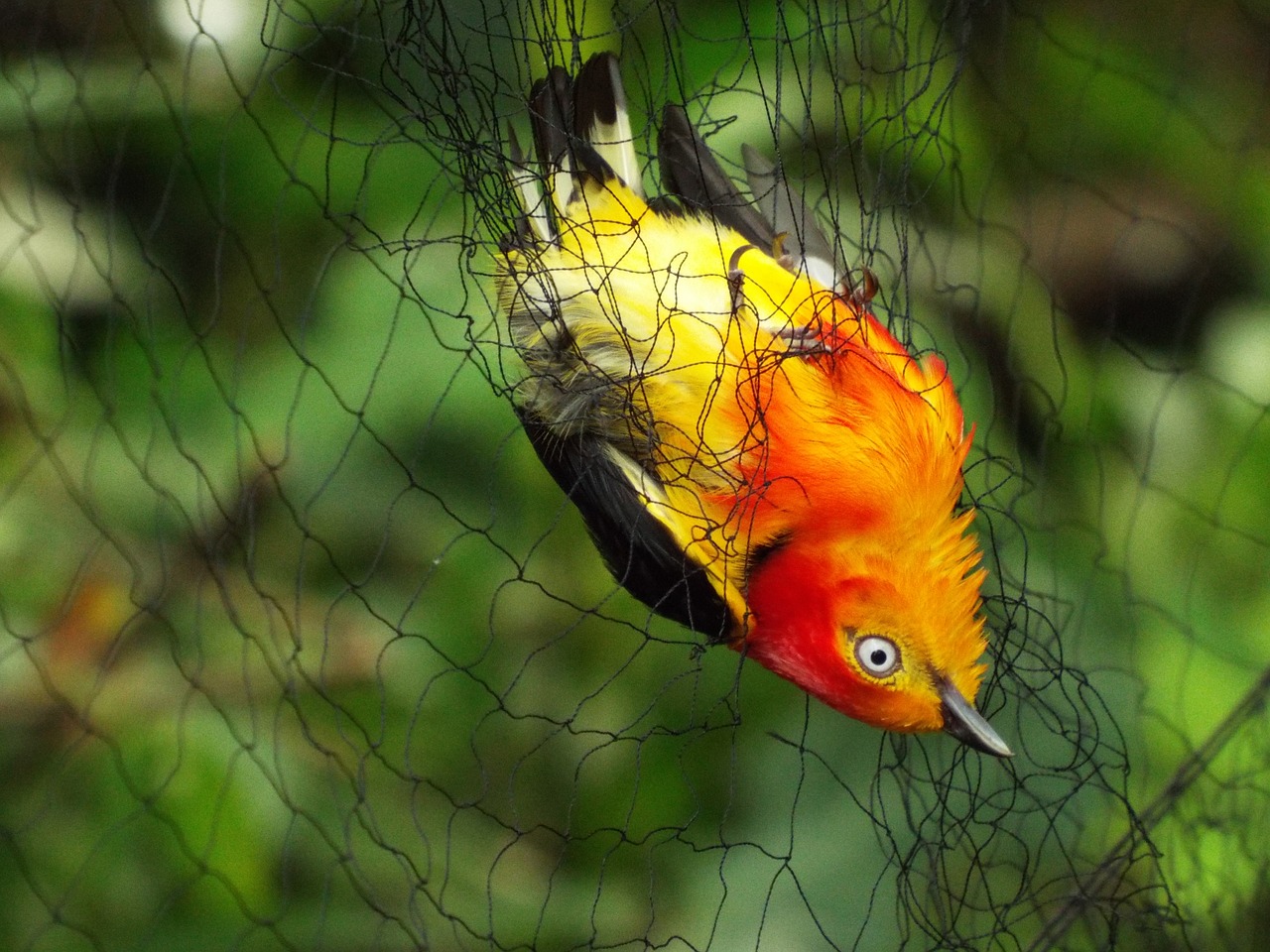 birds brazil uirapuru free photo