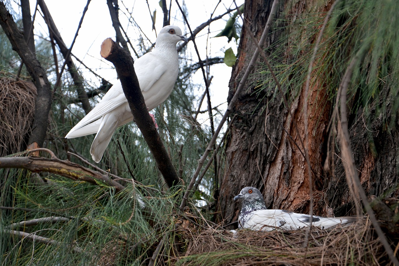 birds pigeons nesting free photo