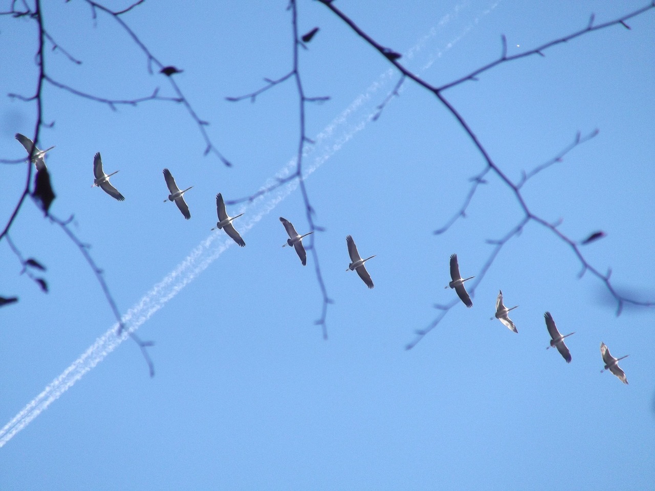 birds crane fly free photo