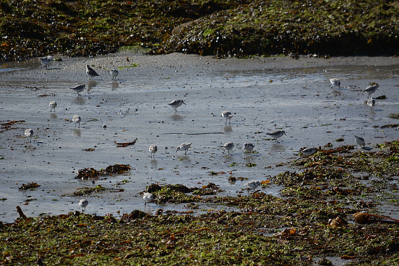 birds plovers fauna free photo