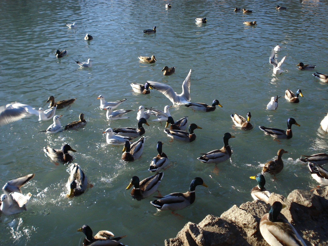 birds ducks seagulls free photo