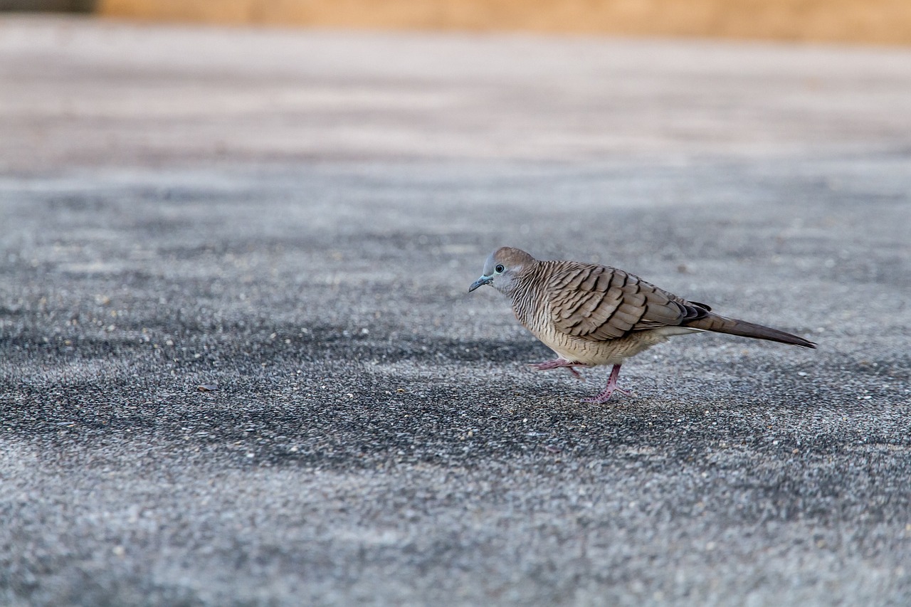 birds dove his javanese birds free photo