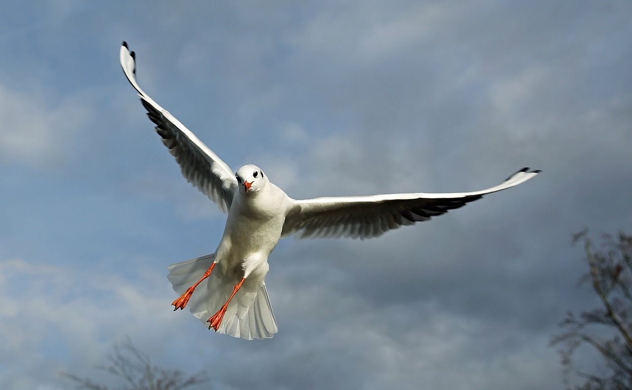 birds fly seagull free photo