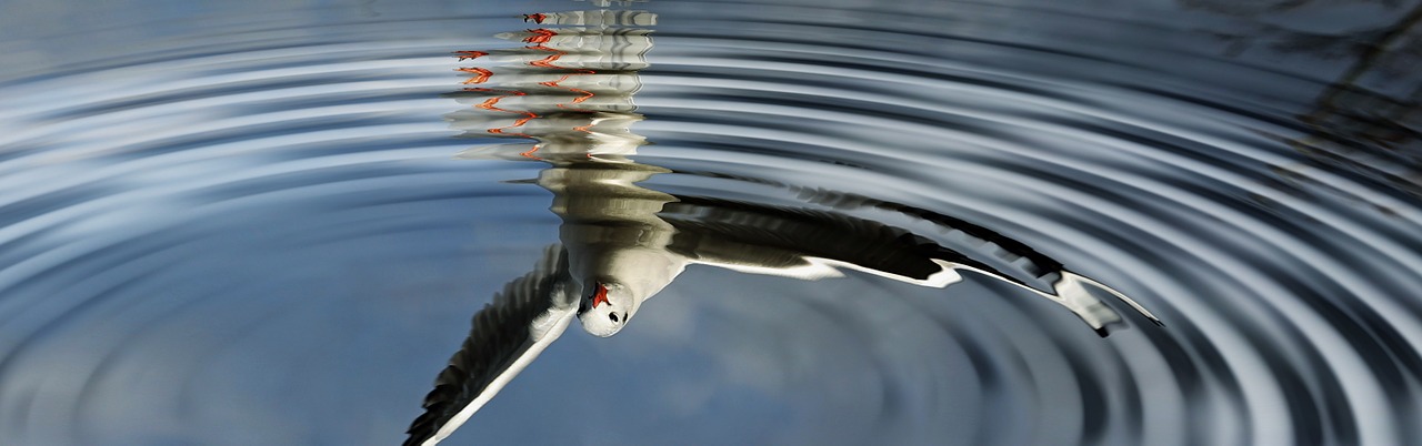 birds water mirroring free photo