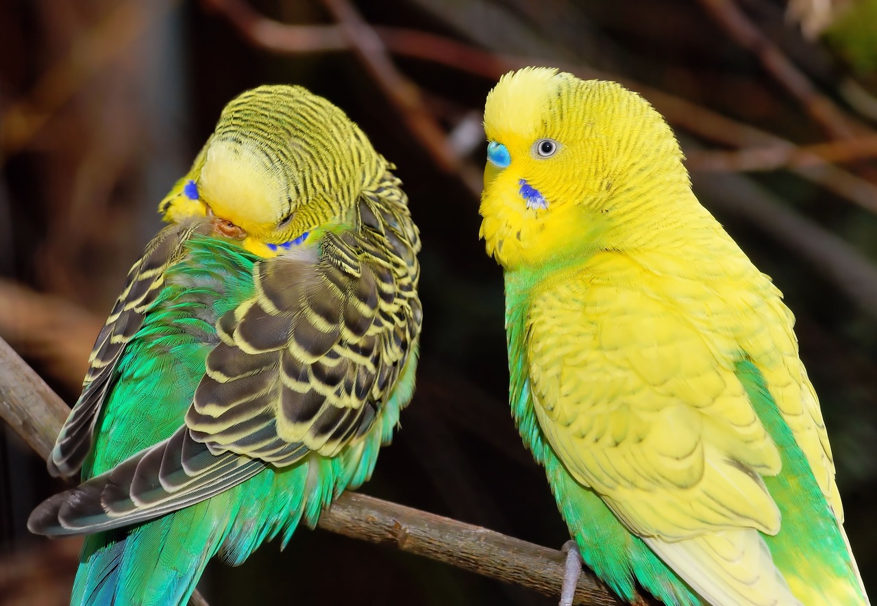 birds budgerigars together free photo