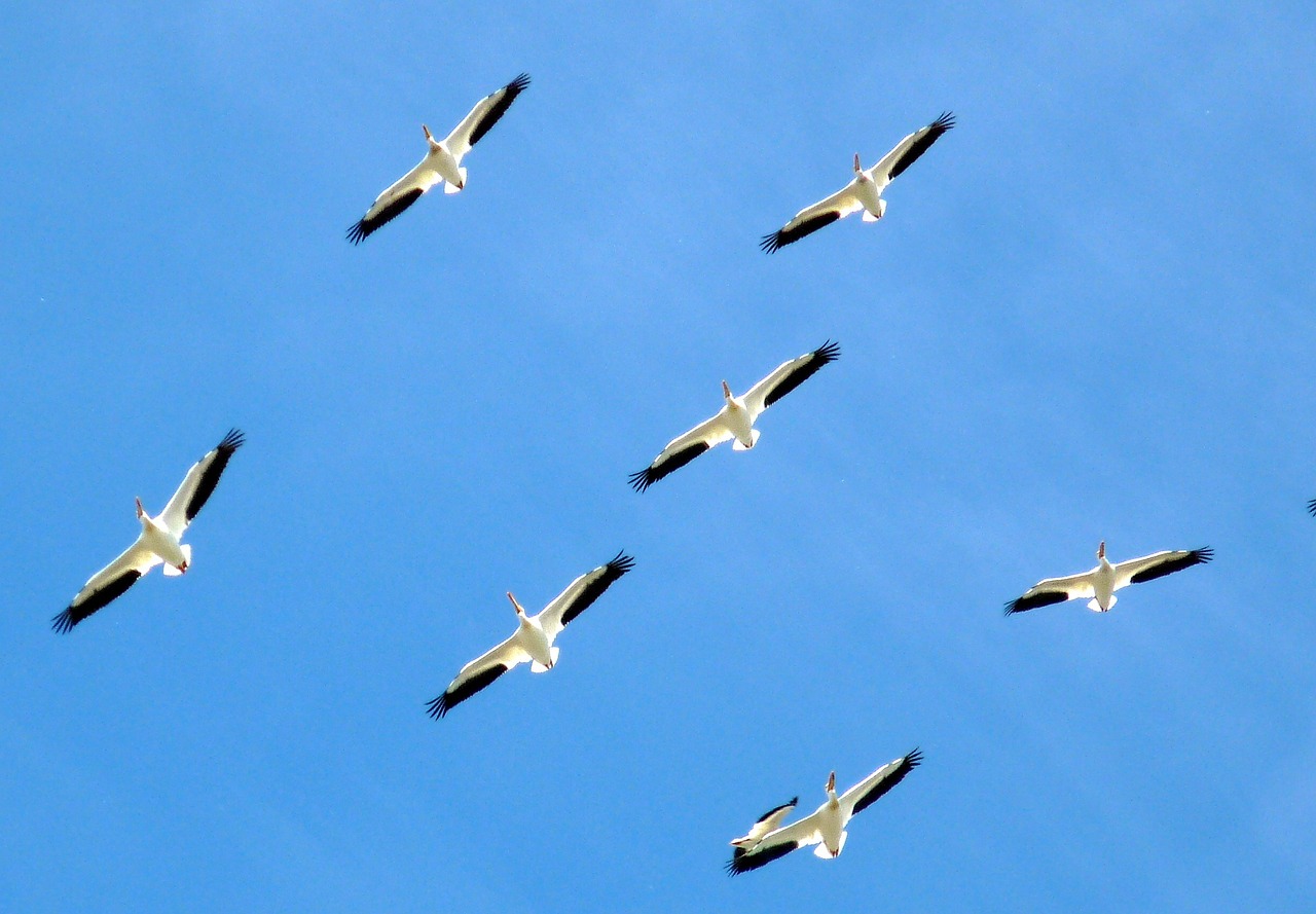 birds animals pelicans free photo