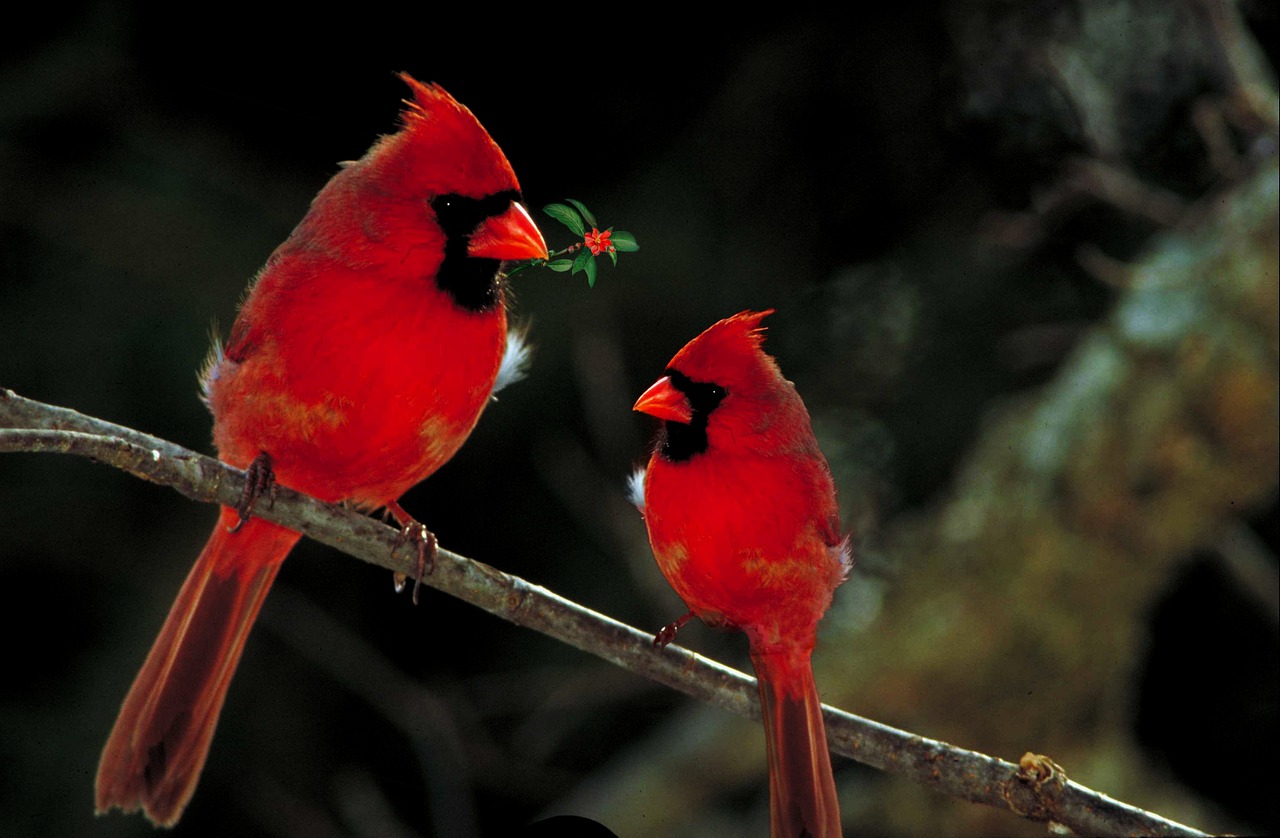 cardinals birds fauna free photo
