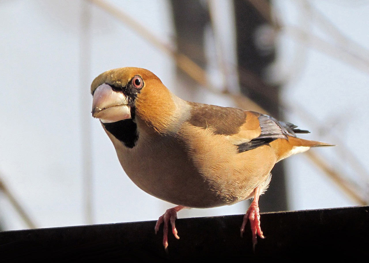 hawfinch birds colorful free photo