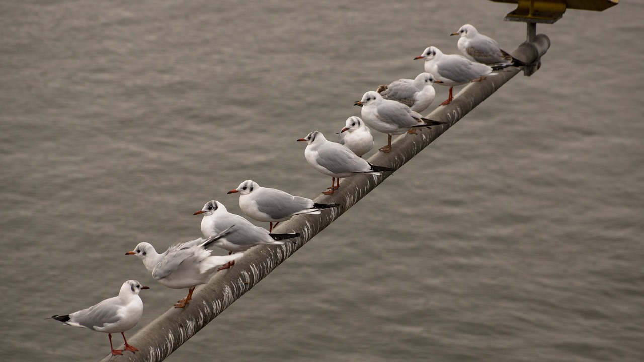 birds row flock free photo