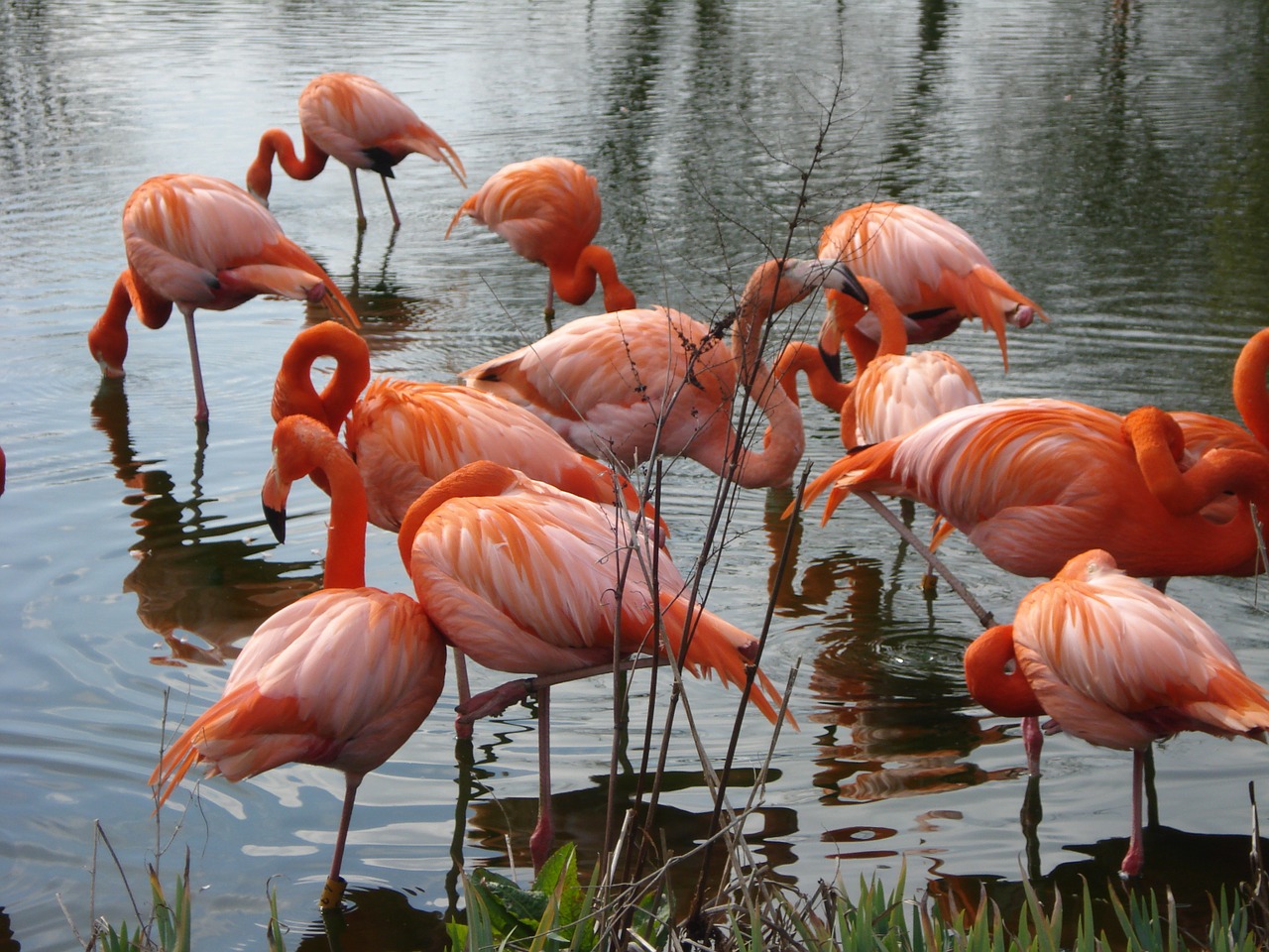 birds pink nature free photo