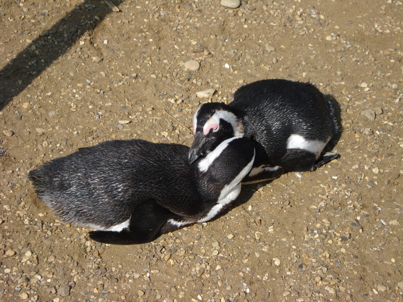 birds penguins black free photo