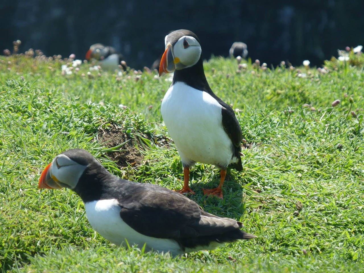 birds wales puffin free photo