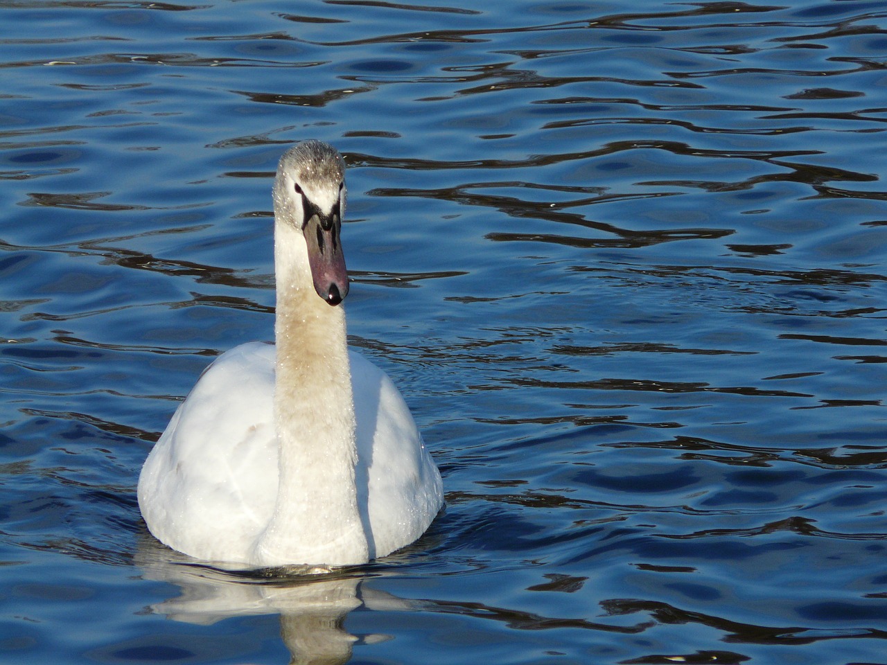 birds swan lake free photo