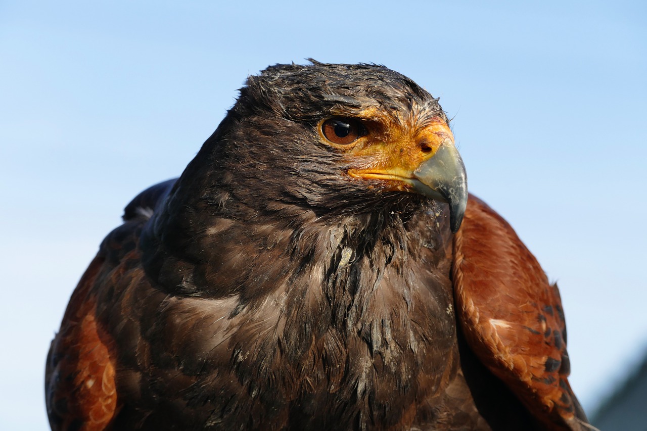 birds prey nature free photo